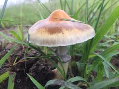 Psilocybe cubensis
