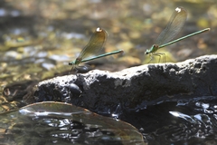 Calopteryx syriaca