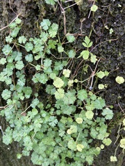 Hydrocotyle batrachium