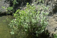 Rhododendron occidentale