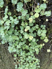 Hydrocotyle batrachium