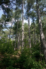 Pinus nigra pallasiana