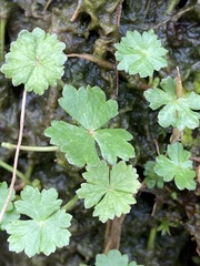 Hydrocotyle batrachium