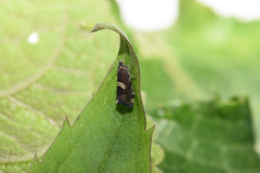 Grapholita discretana