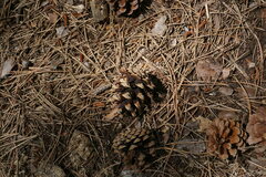 Pinus nigra pallasiana