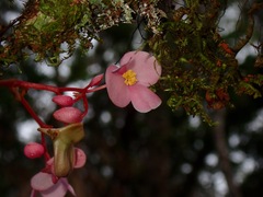 Begonia mindorensis