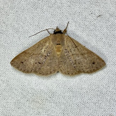 Ophyx eurrhoa