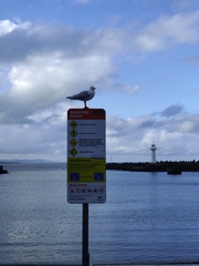 Chroicocephalus novaehollandiae