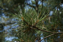 Pinus nigra pallasiana
