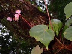Begonia mindorensis