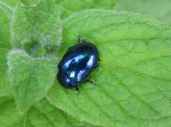 Chrysolina coerulans