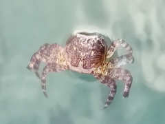 Leptograpsus variegatus