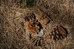 Pinus nigra pallasiana