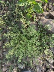 Leucospora multifida