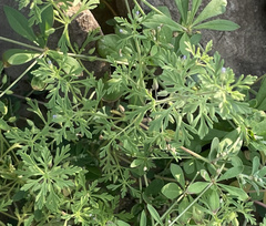 Leucospora multifida