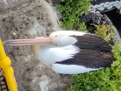 Pelecanus conspicillatus