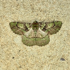 Aeolochroma turneri