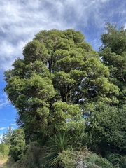 Elaeocarpus hookerianus