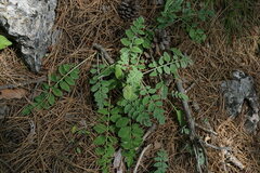 Psephellus declinatus