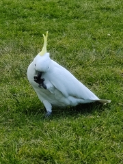 Cacatua galerita