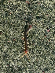 Scolopendridae