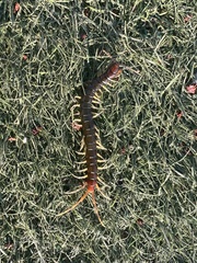 Scolopendridae