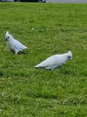 Cacatua sanguinea