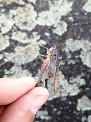 Platycleis albopunctata