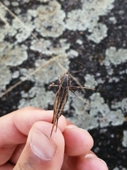 Platycleis albopunctata