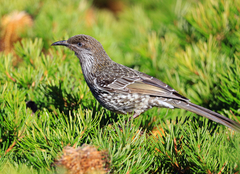 Anthochaera chrysoptera