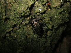 Carabus granulatus