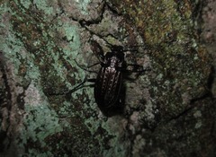 Carabus granulatus