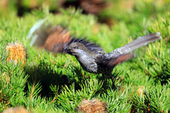 Anthochaera chrysoptera