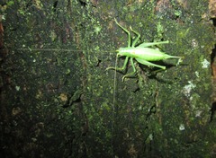 Meconema meridionale
