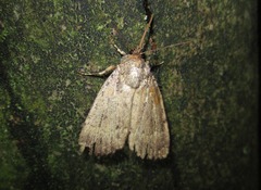 Amphipyra pyramidea