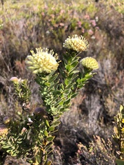 Leucospermum truncatulum