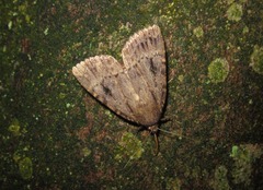 Amphipyra pyramidea