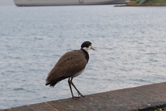 Vanellus miles novaehollandiae
