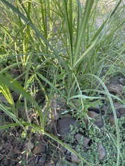 Cyperus odoratus