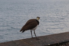Vanellus miles novaehollandiae