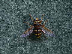 Milesia crabroniformis