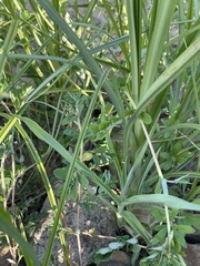 Cyperus odoratus