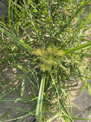 Cyperus odoratus