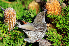 Anthochaera chrysoptera