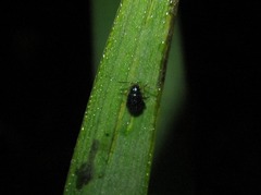 Aphthona nonstriata