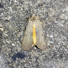 Ophiusa disjungens