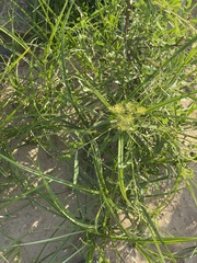 Cyperus odoratus