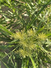 Cyperus odoratus