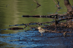 Calidris temminckii