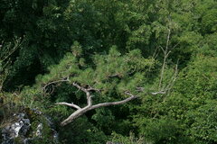 Pinus nigra pallasiana